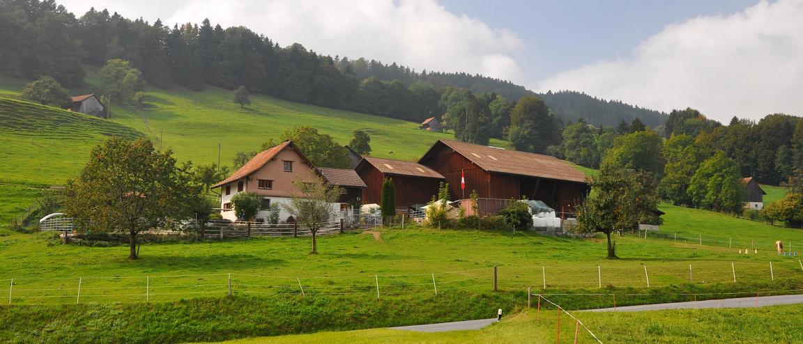 Idyllischer Bauernhof in saftig grünen Wiesen am Osthang des Bachtels, gegen den Horizont von Wald begrenzt.