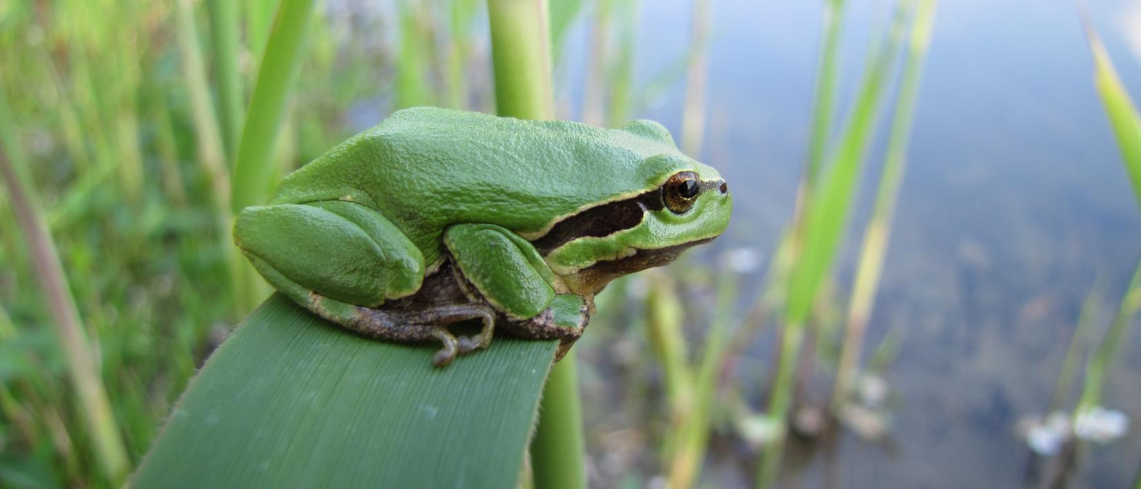 Ein Laubfrosch sitzt auf einem Schilfhalm, im Hindergrund ist das Gewässer sichtbar