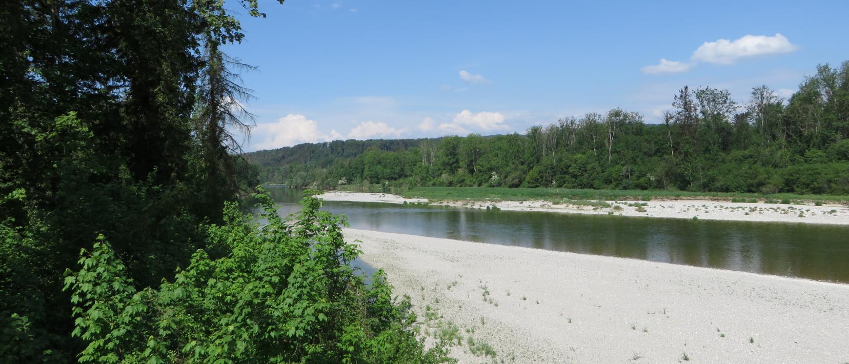 Offene Kiesbänke, die durch die Dymanik der Thur entstanden sind und sich immer wieder verändern. Das Gewässer ist gesäumt vom Auenwald.