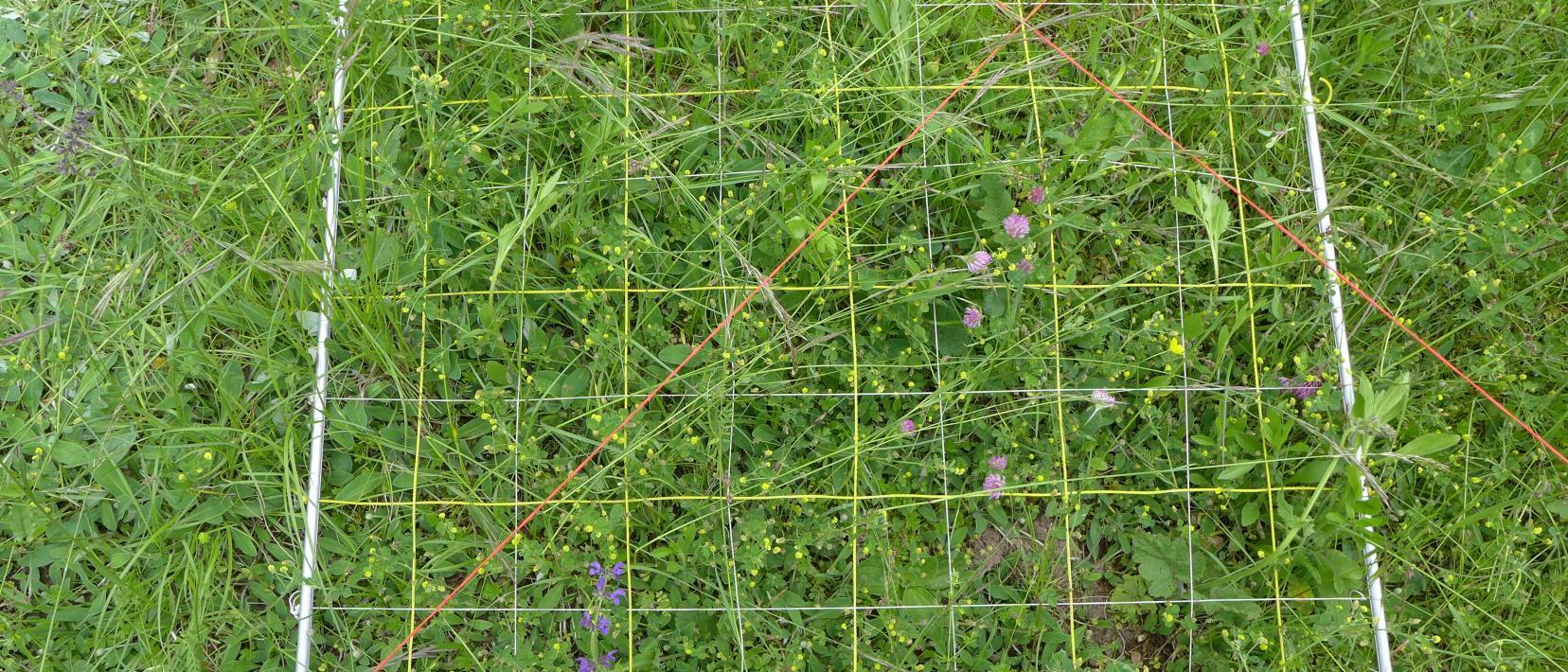 Unterteiltes Quadrat auf der Vegetation zum Auszählen der einzelnen Pflanzenarten. Dies hilft, die Dichte von einzelnen Pflanzenarten auf der betrachteten Fläche genauer zu schätzen.