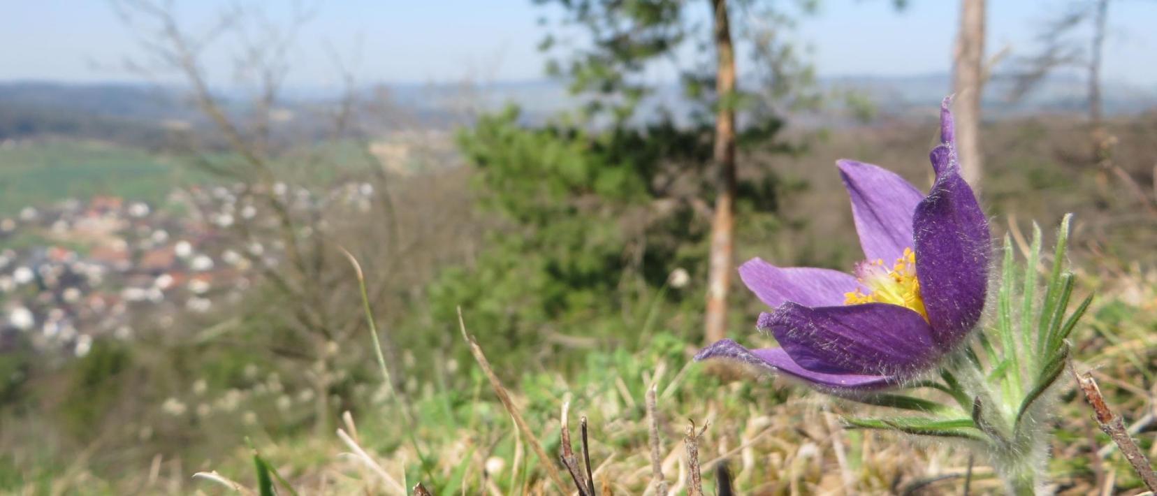 Gemeine Küchenschelle mit Weitblick in Richtung Weiach.