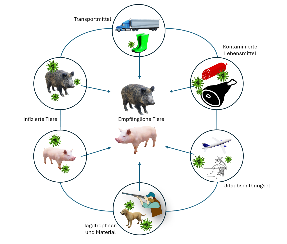 Afrikanische Schweinepest - Infektionswege