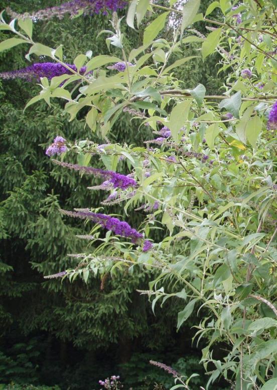 Sommerflieder mit violetten Blüten.