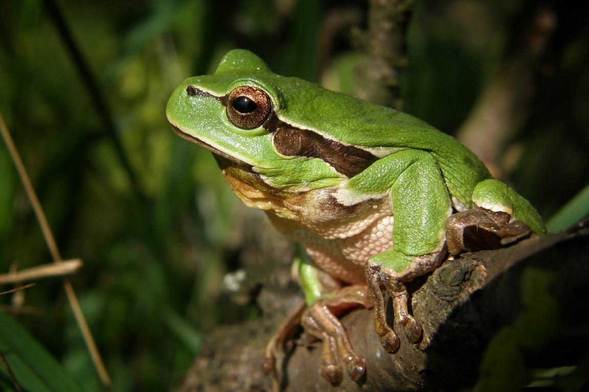 Ein Laubfrosch sitzt auf einem Ast. 