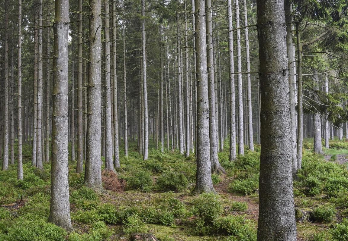 Wald mit trockenen Fichten